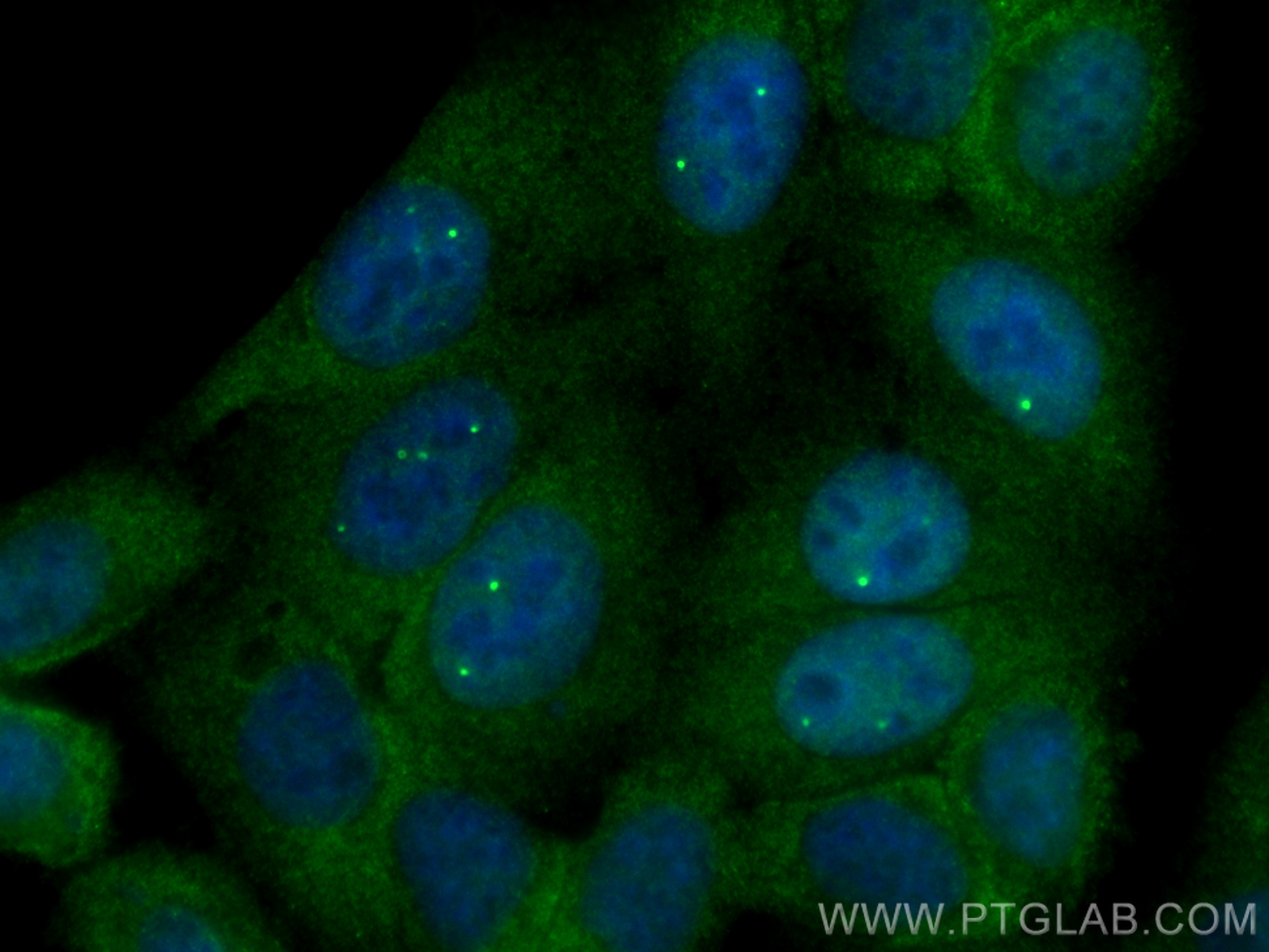 Immunofluorescence (IF) / fluorescent staining of HepG2 cells using SMN Polyclonal antibody (22329-1-AP)