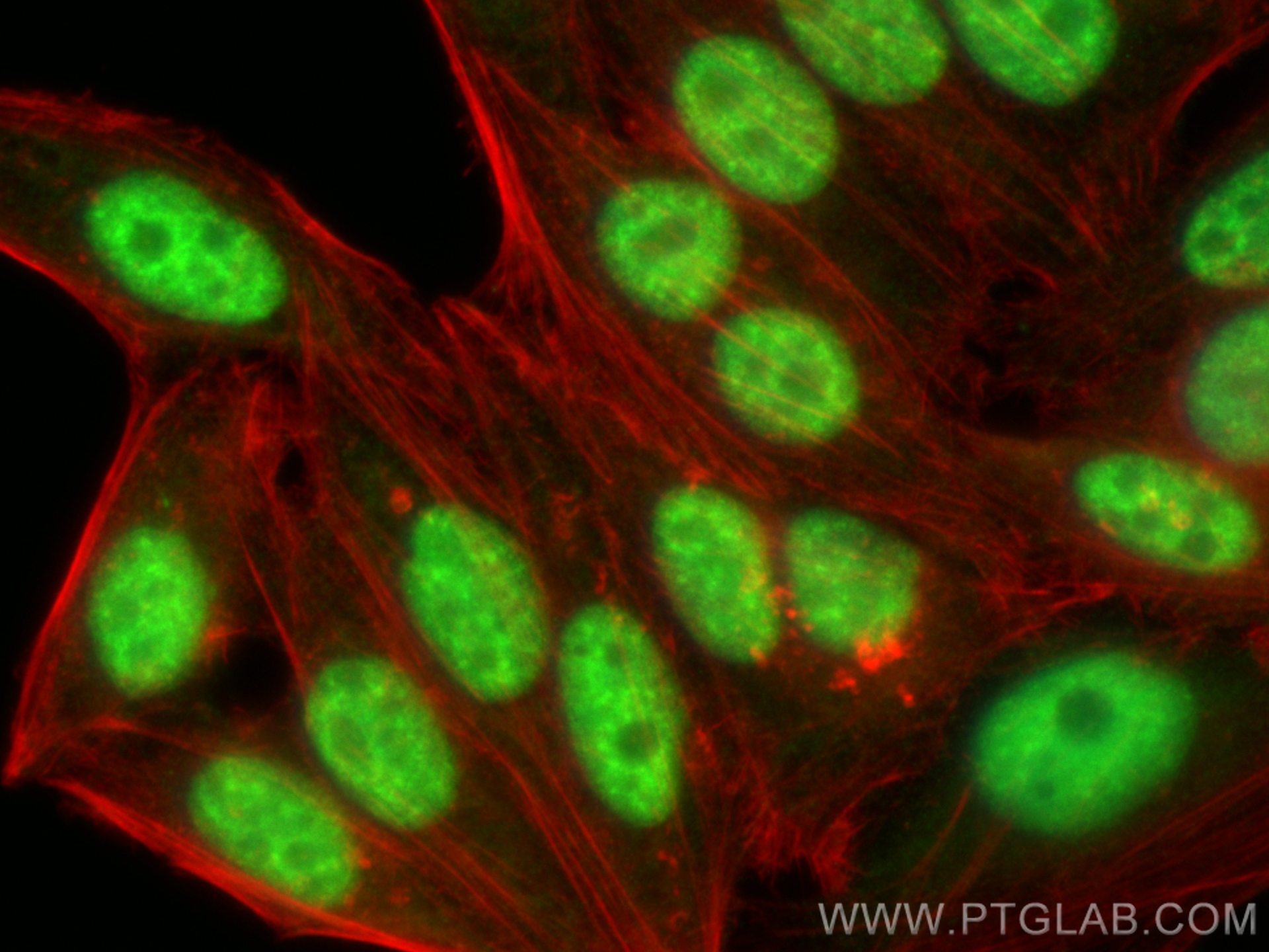 Immunofluorescence (IF) / fluorescent staining of HepG2 cells using SMNDC1 Polyclonal antibody (12178-1-AP)