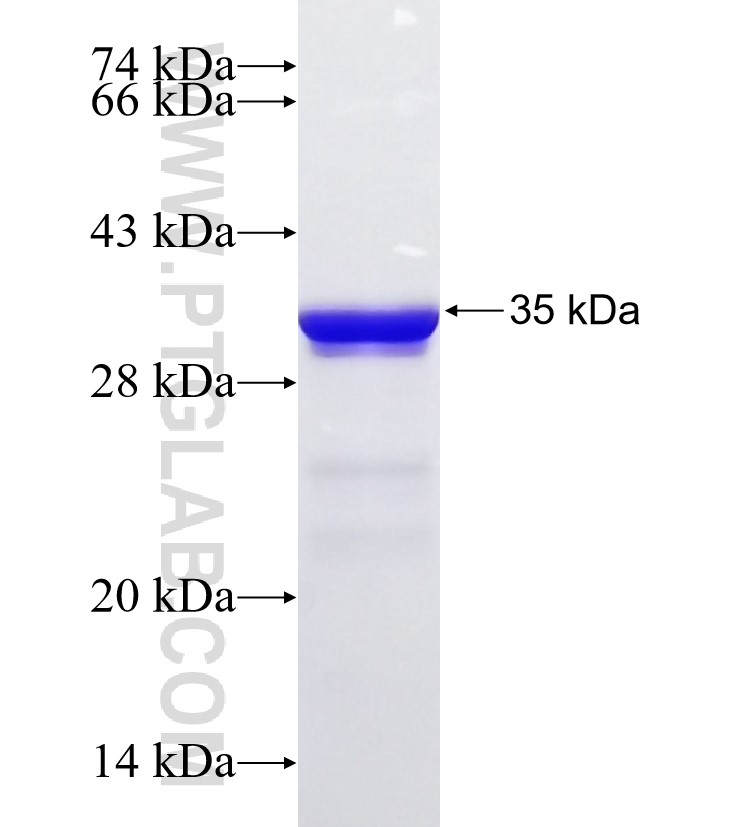 SMNDC1 fusion protein Ag33140 SDS-PAGE