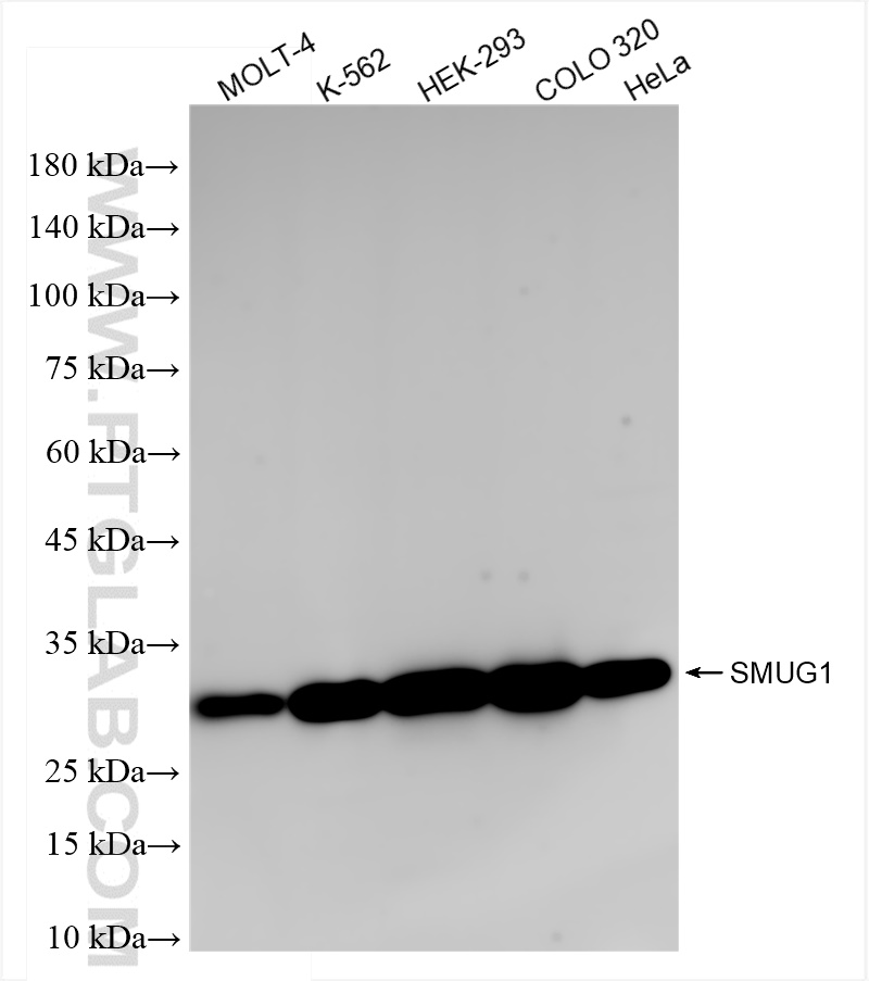 Western Blot (WB) analysis of various lysates using SMUG1 Recombinant antibody (83771-5-RR)