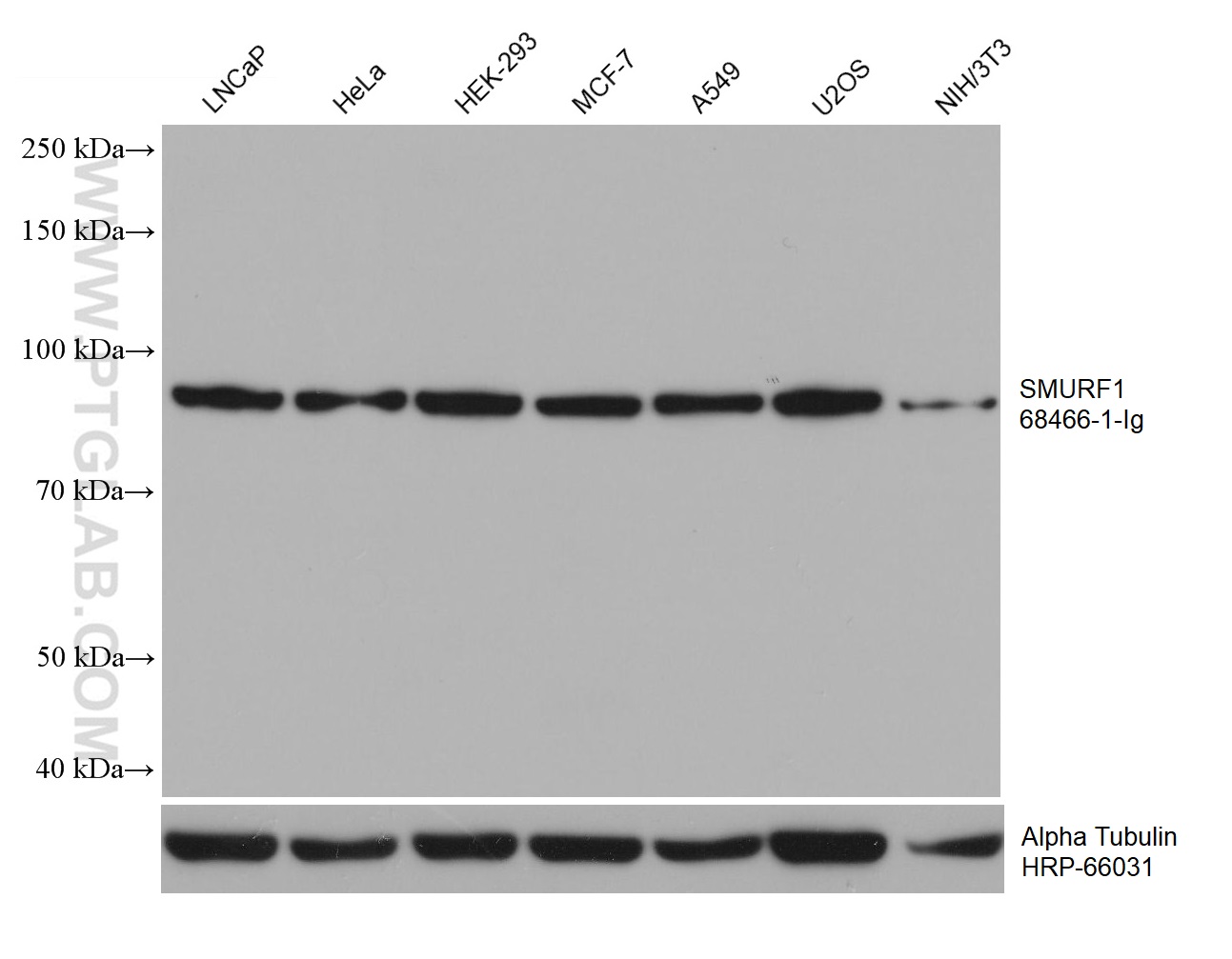 Western Blot (WB) analysis of various lysates using SMURF1 Monoclonal antibody (68466-1-Ig)