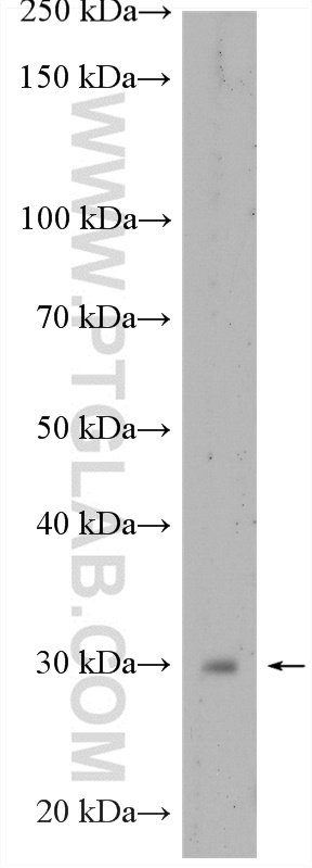 Western Blot (WB) analysis of BxPC-3 cells using SNAI1 Polyclonal antibody (13099-1-AP)