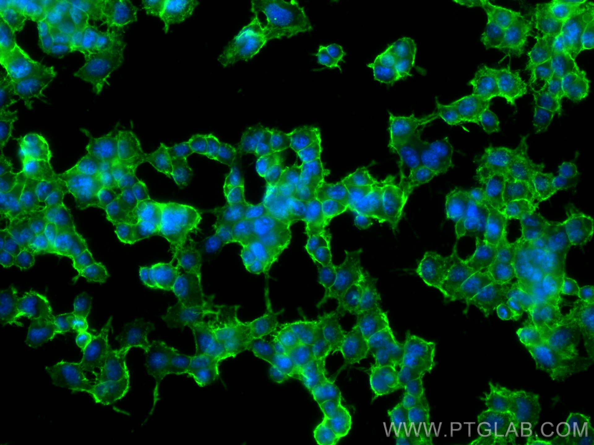 Immunofluorescence (IF) / fluorescent staining of PC-12 cells using SNAP25 Monoclonal antibody (60159-1-Ig)