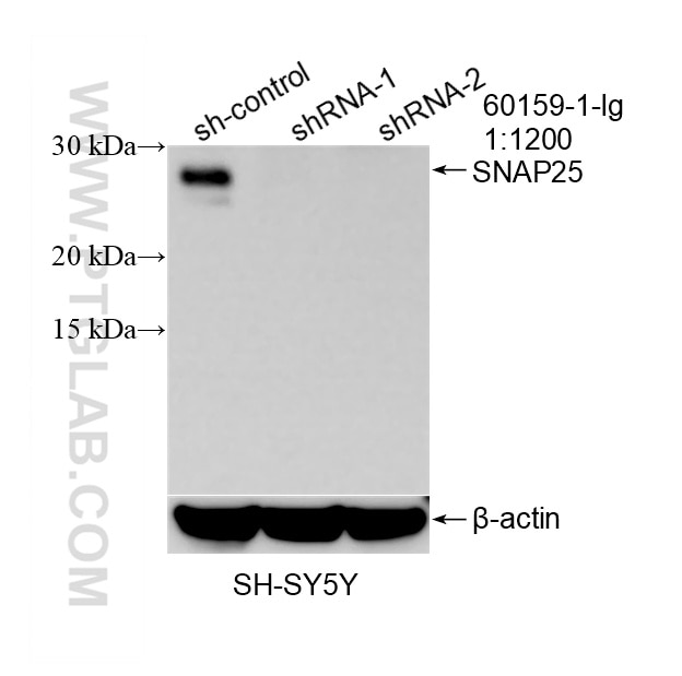 Western Blot (WB) analysis of SH-SY5Y cells using SNAP25 Monoclonal antibody (60159-1-Ig)