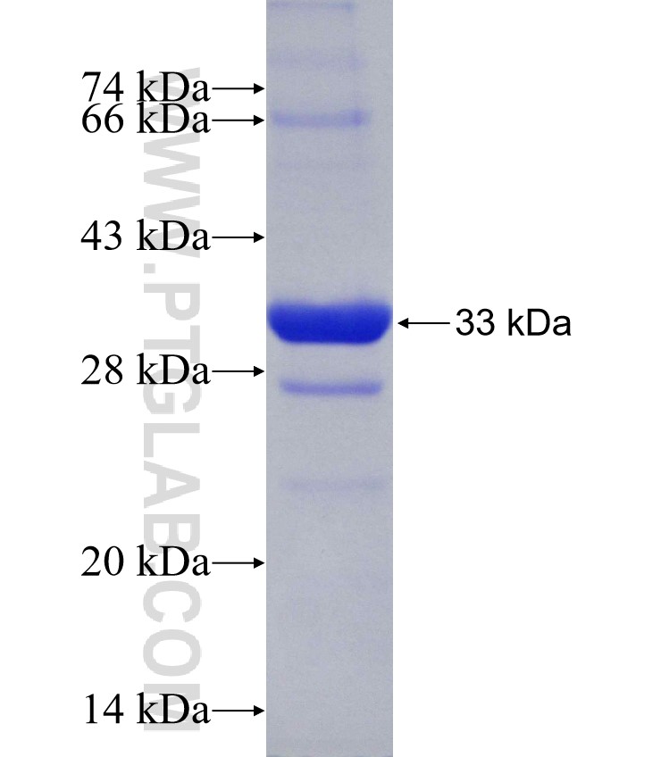 SNAP29 fusion protein Ag30553 SDS-PAGE