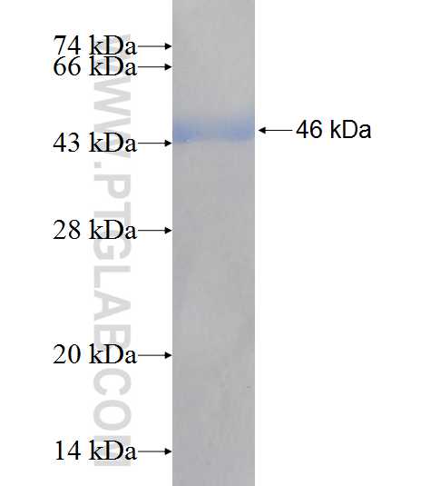 SNUPN fusion protein Ag7500 SDS-PAGE