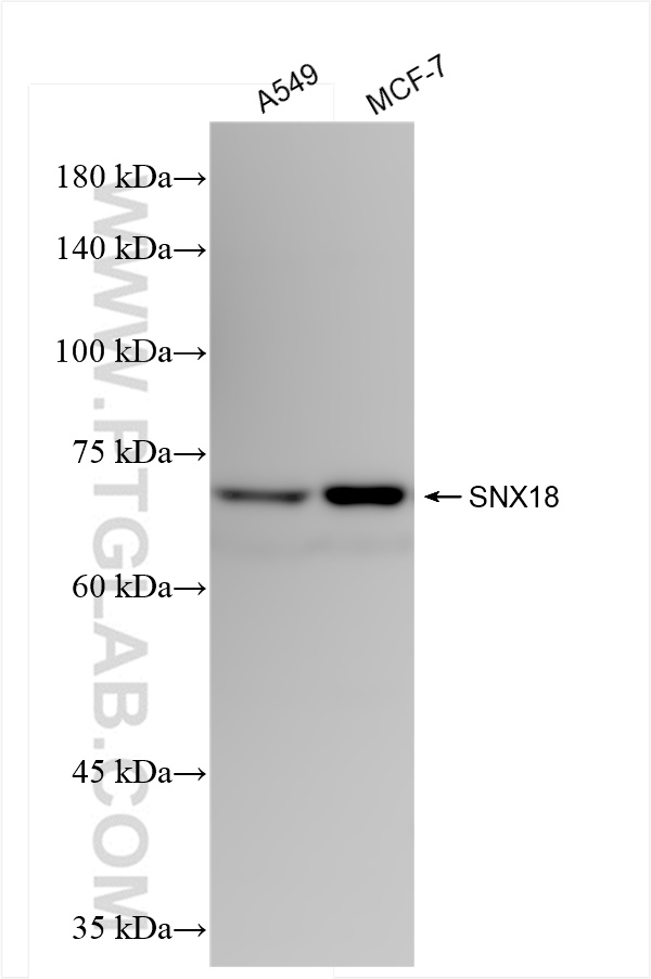 Western Blot (WB) analysis of various lysates using SNX18 Recombinant antibody (84215-4-RR)