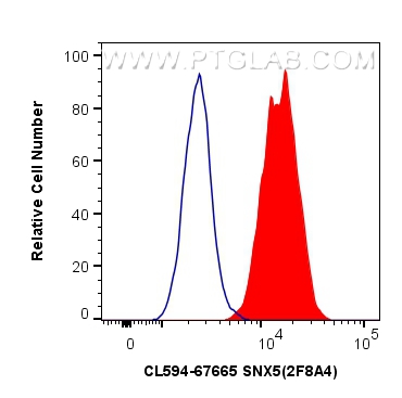 Flow cytometry (FC) experiment of HeLa cells using CoraLite®594-conjugated SNX5 Monoclonal antibody (CL594-67665)