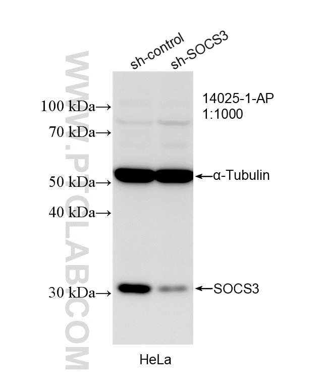 Western Blot (WB) analysis of HeLa cells using SOCS3 Polyclonal antibody (14025-1-AP)