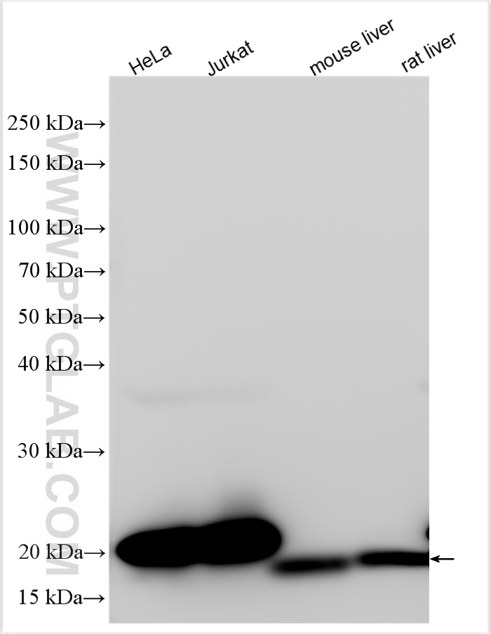 Western Blot (WB) analysis of various lysates using SOD1 Polyclonal antibody (31400-1-AP)