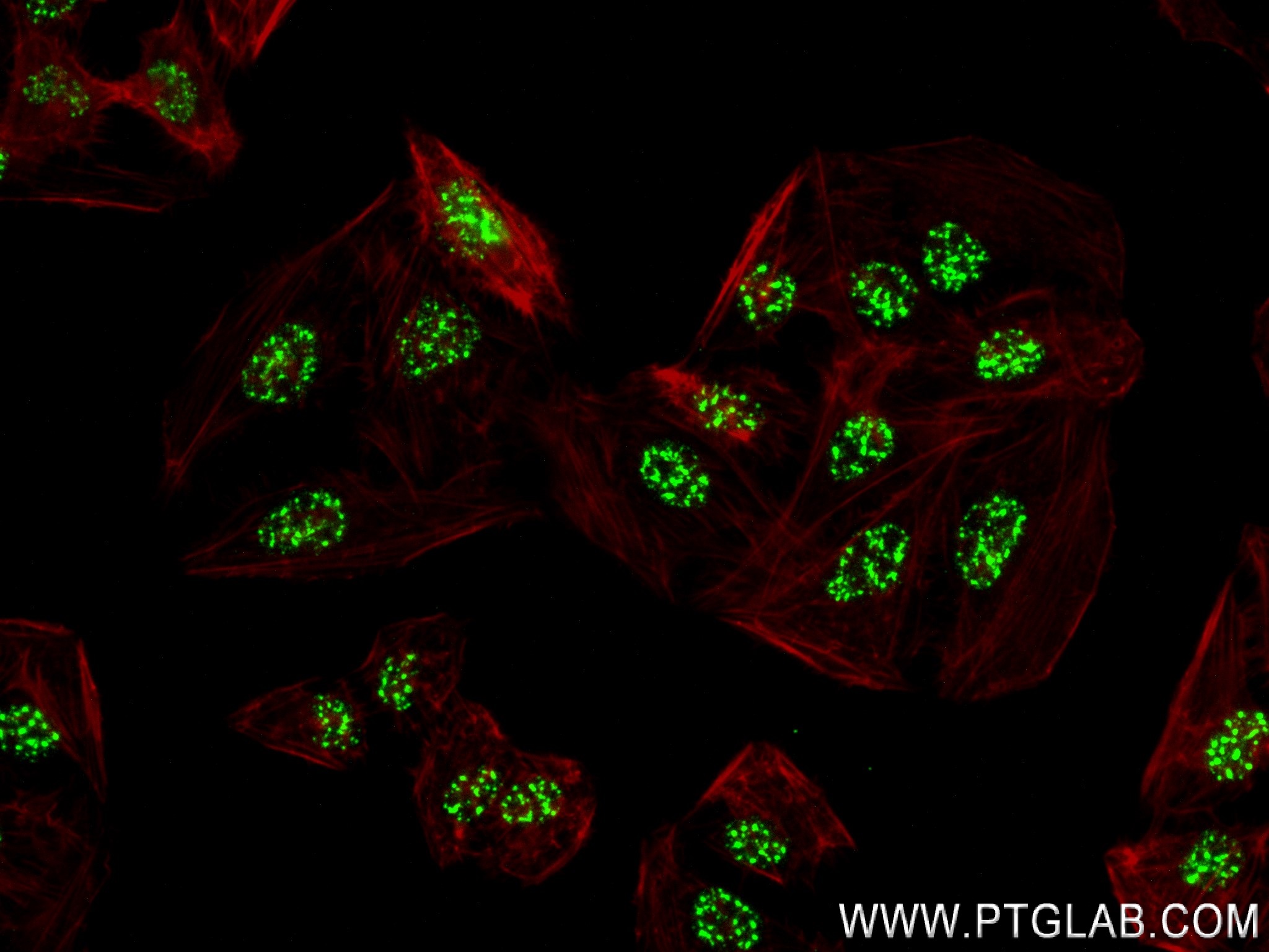 Immunofluorescence (IF) / fluorescent staining of U2OS cells using SON Recombinant antibody (83787-5-RR)