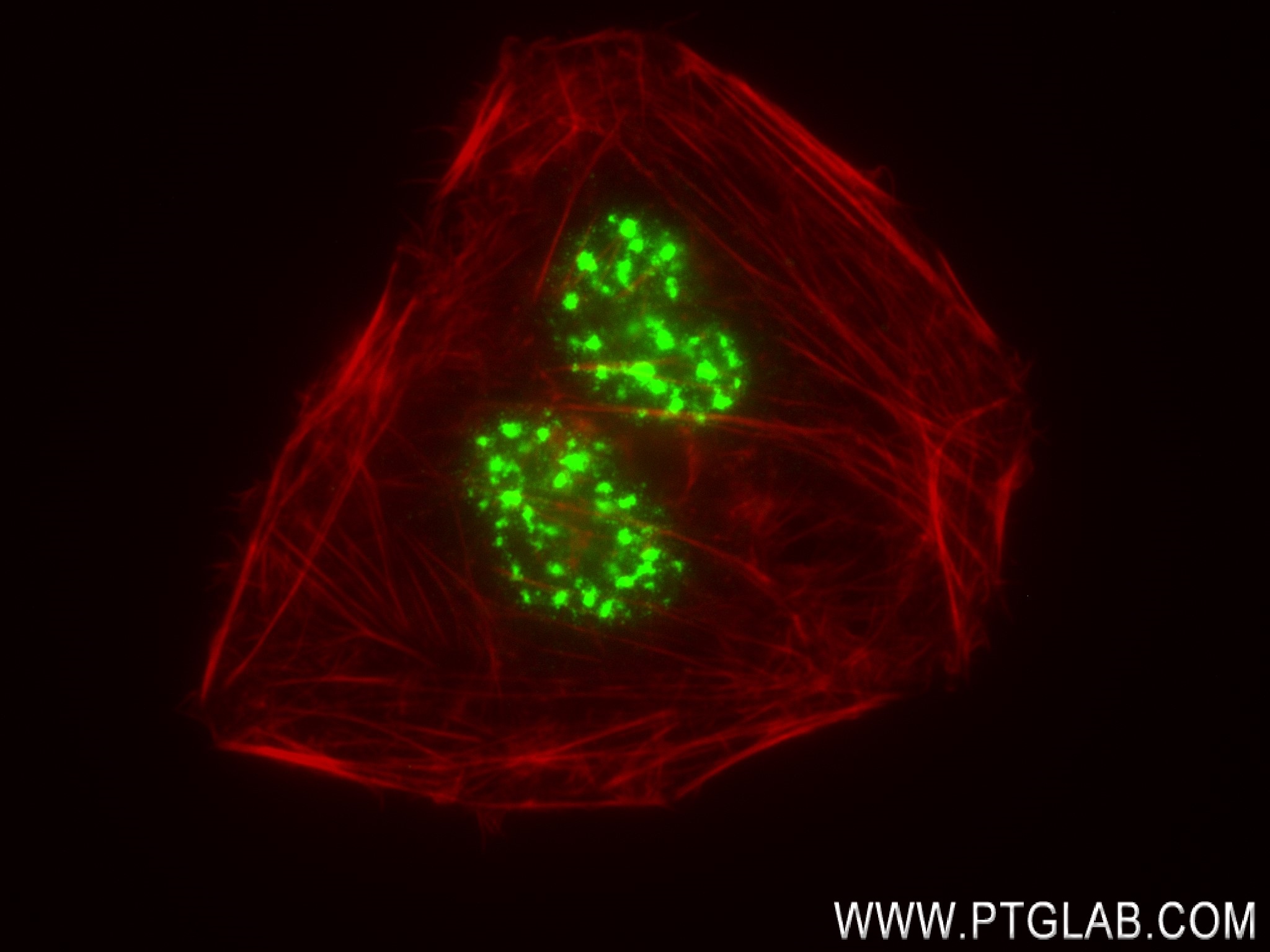 Immunofluorescence (IF) / fluorescent staining of U2OS cells using SON Recombinant antibody (83787-5-RR)