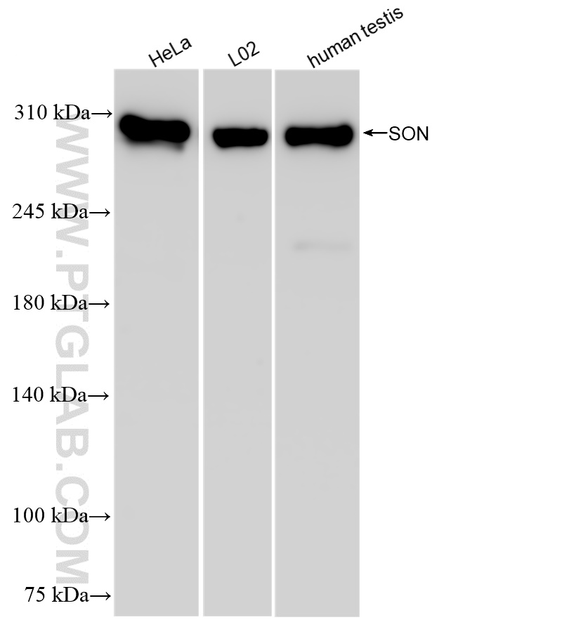 Western Blot (WB) analysis of various lysates using SON Recombinant antibody (83787-5-RR)