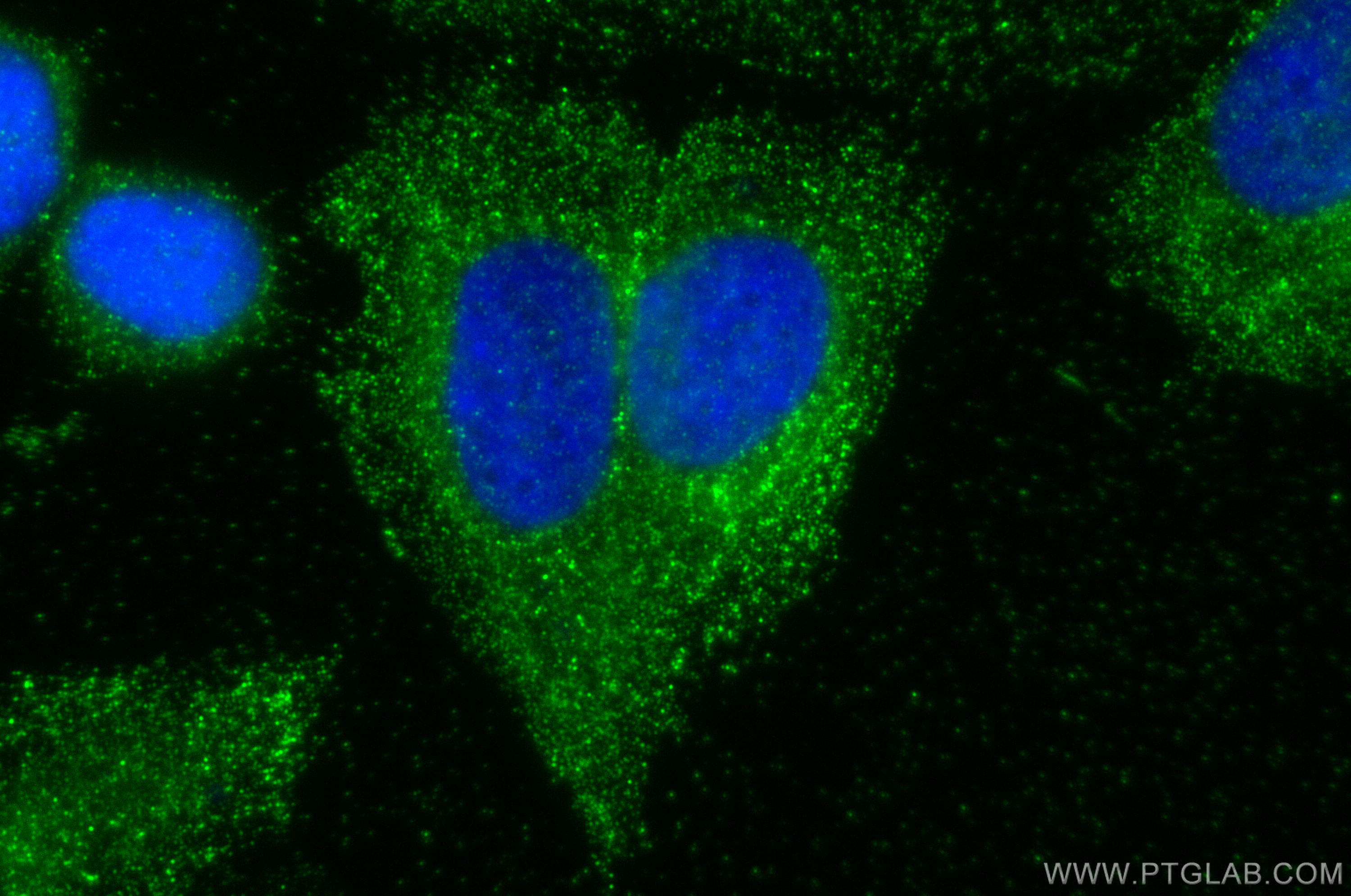 Immunofluorescence (IF) / fluorescent staining of Saos-2 cells using SOSTDC1 Polyclonal antibody (22213-1-AP)