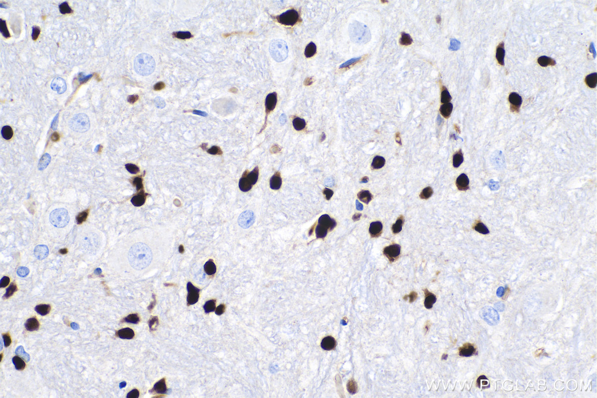 Immunohistochemistry (IHC) staining of rat cerebellum tissue using SOX10 Monoclonal antibody (66786-1-Ig)