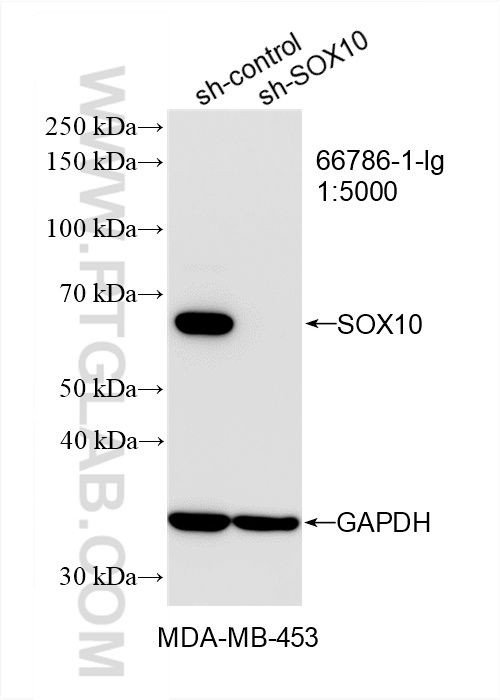 Western Blot (WB) analysis of MDA-MB-453 cells using SOX10 Monoclonal antibody (66786-1-Ig)