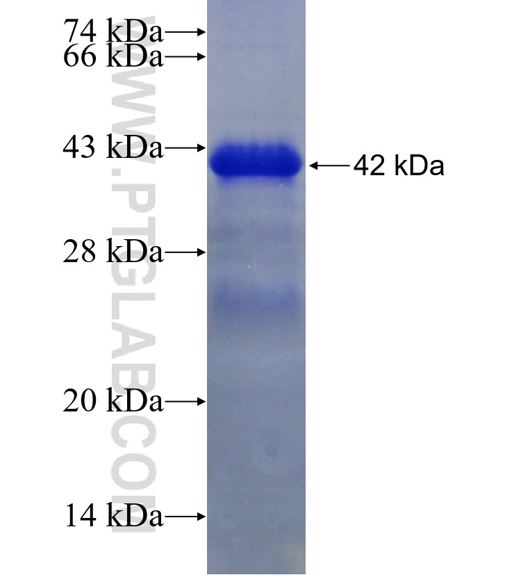 SOX13 fusion protein Ag30274 SDS-PAGE