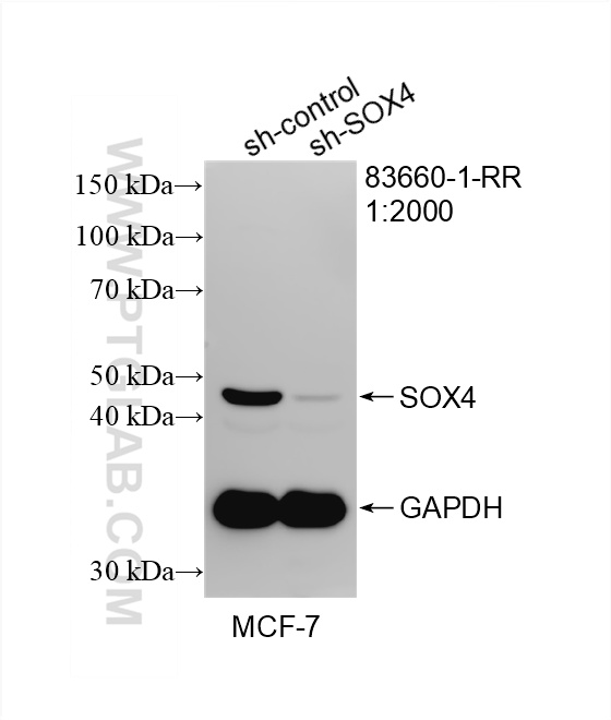 Western Blot (WB) analysis of MCF-7 cells using SOX4 Recombinant antibody (83660-1-RR)