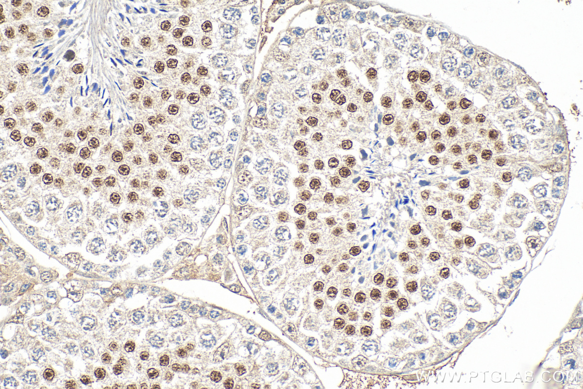 Immunohistochemistry (IHC) staining of mouse testis tissue using SOX6 Polyclonal antibody (14010-1-AP)