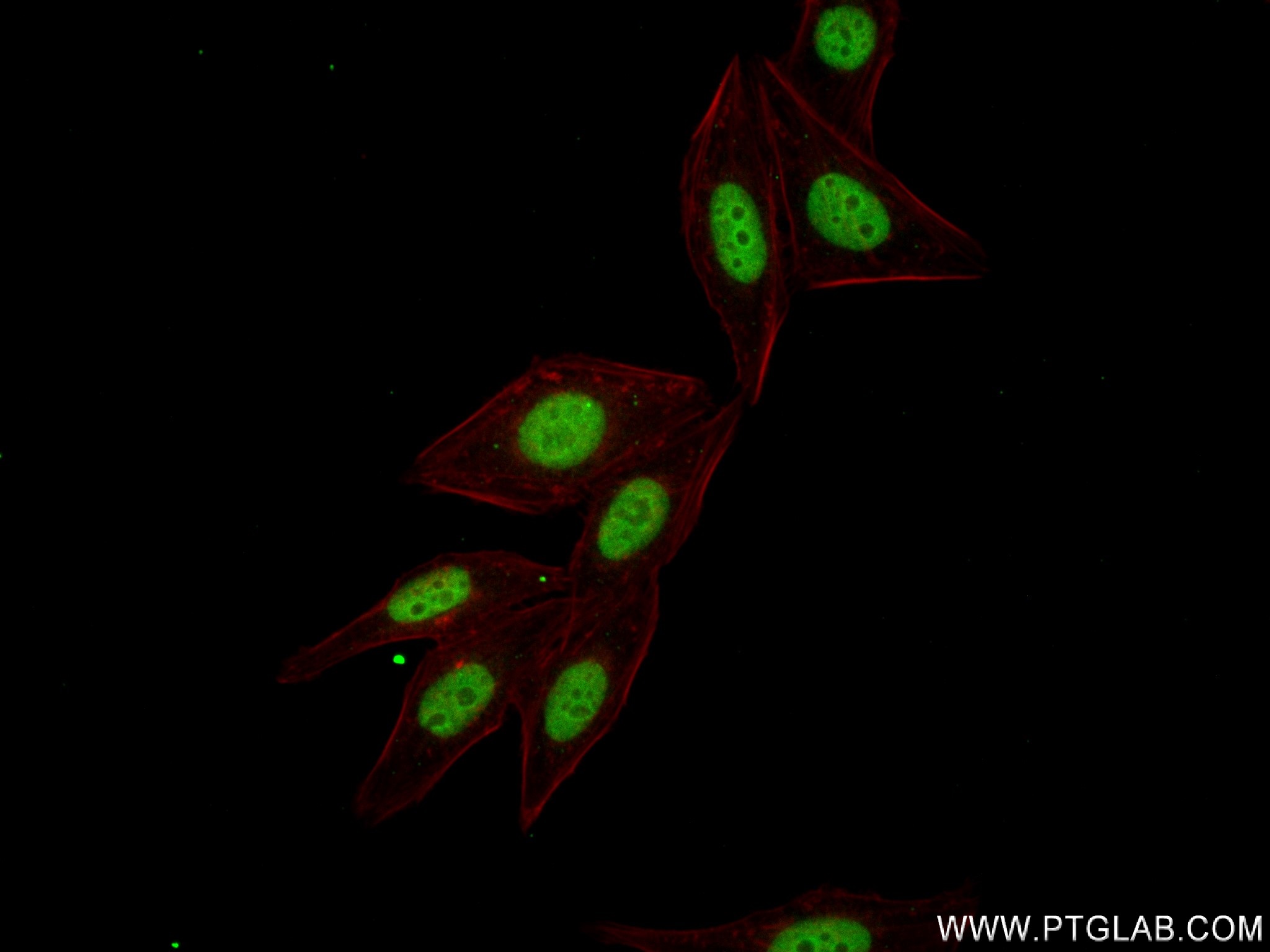 Immunofluorescence (IF) / fluorescent staining of HepG2 cells using SOX8 Recombinant antibody (83238-3-RR)