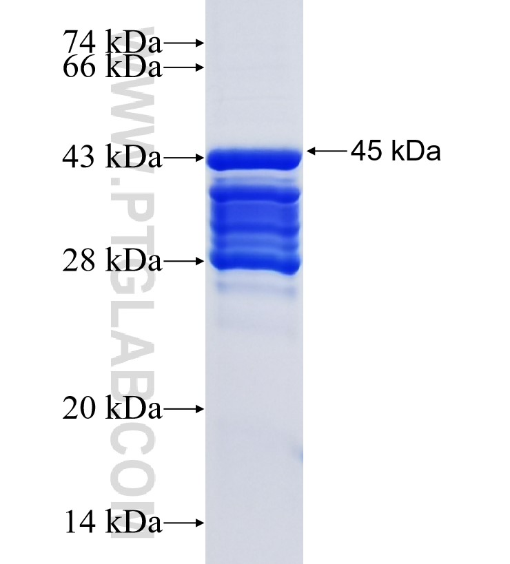 SOX8 fusion protein Ag34395 SDS-PAGE