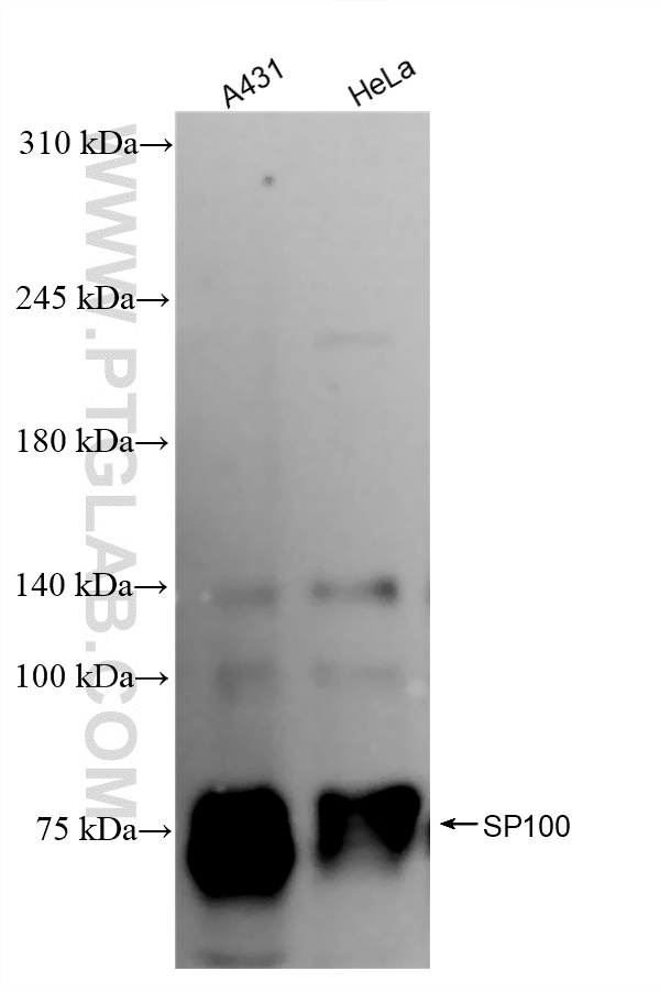 Western Blot (WB) analysis of various lysates using SP100 Recombinant antibody (84012-5-RR)