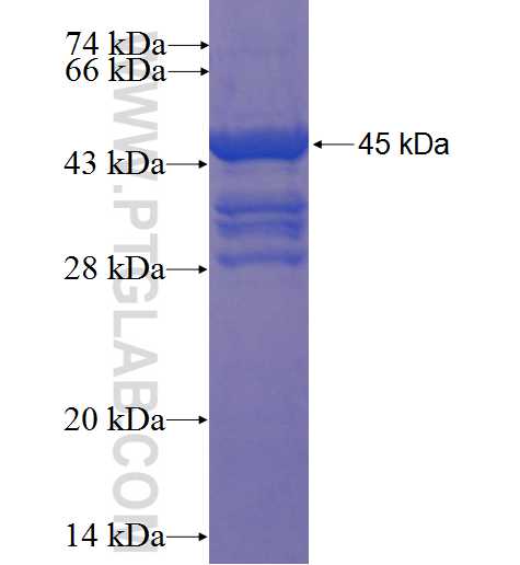 SP8 fusion protein Ag22934 SDS-PAGE