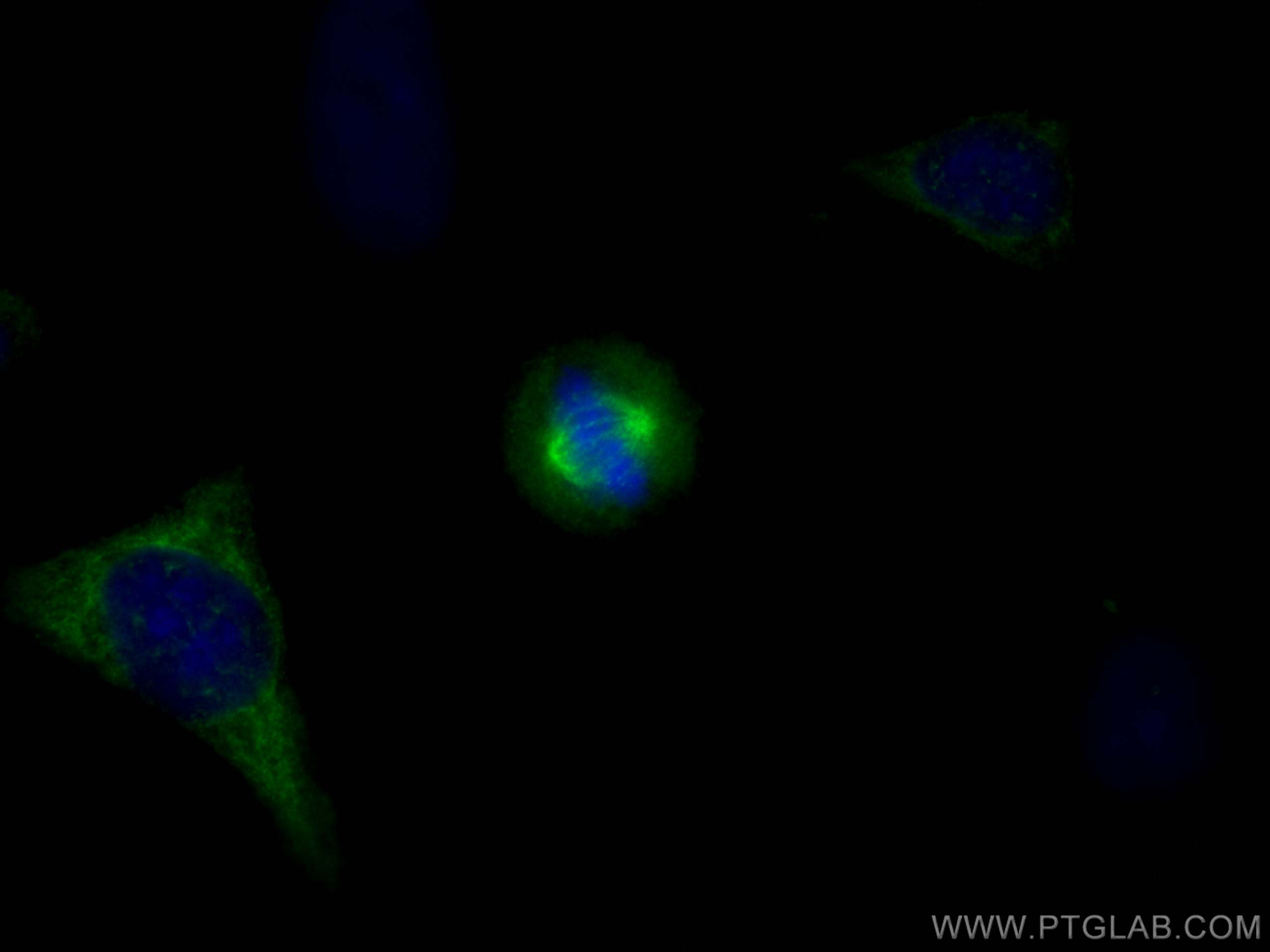 Immunofluorescence (IF) / fluorescent staining of HeLa cells using SPAG5 Polyclonal antibody (14726-1-AP)