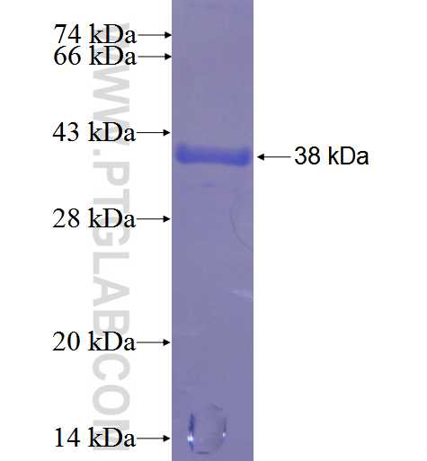 SPANXN2 fusion protein Ag23565 SDS-PAGE