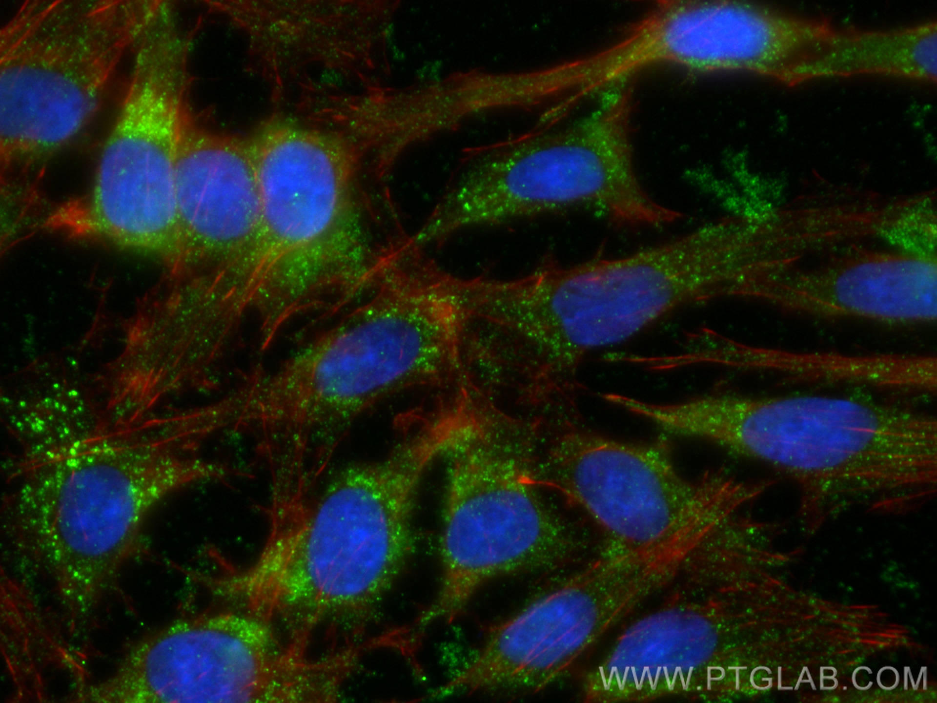 Immunofluorescence (IF) / fluorescent staining of C6 cells using SPARC Monoclonal antibody (66426-1-Ig)