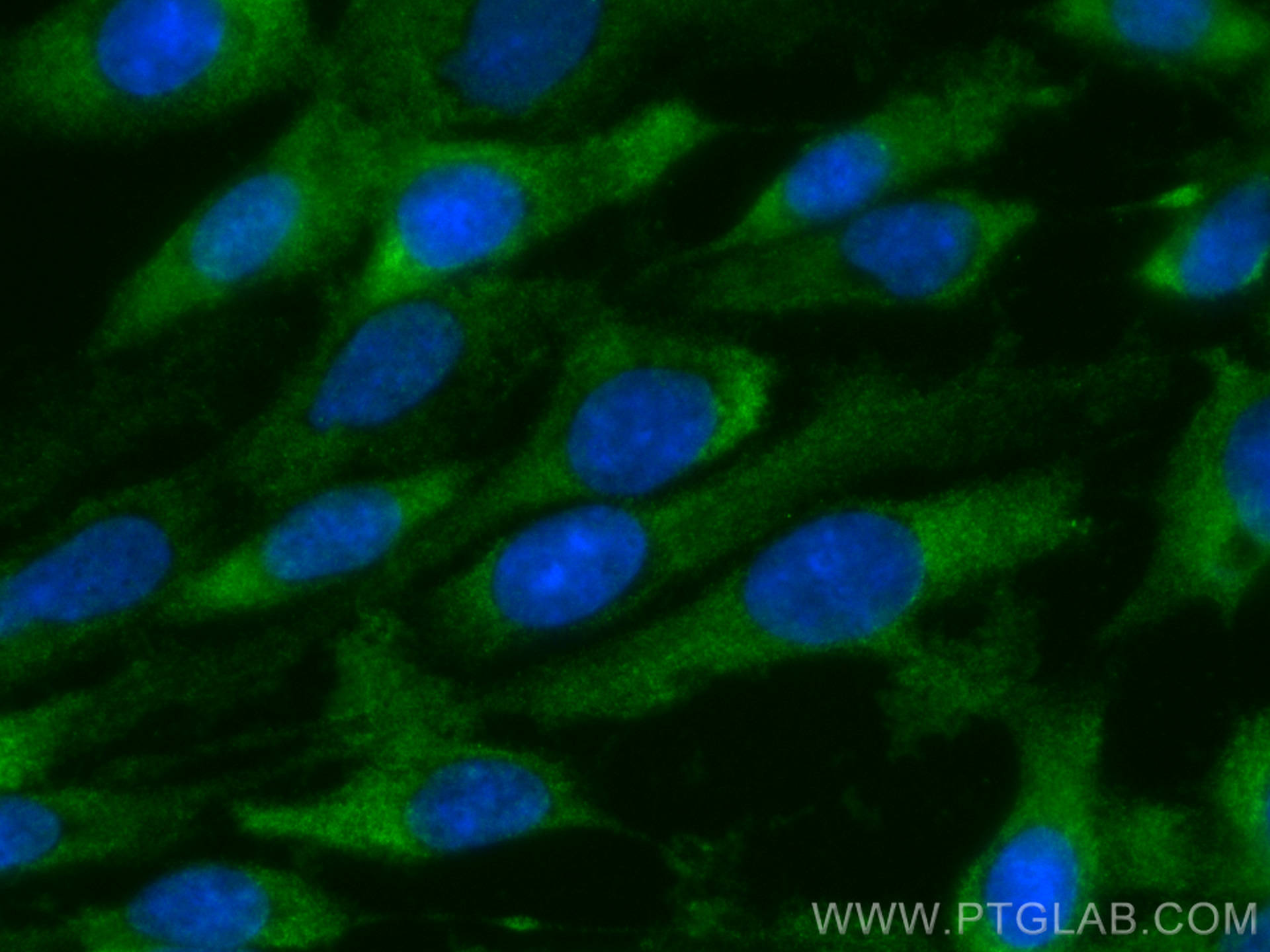 Immunofluorescence (IF) / fluorescent staining of C6 cells using CoraLite® Plus 488-conjugated SPARC Monoclonal ant (CL488-66426)