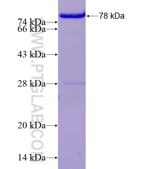 SPARCL1 fusion protein Ag29088 SDS-PAGE