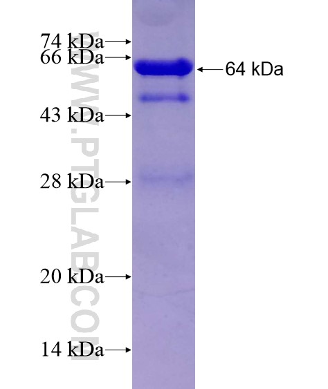 SPATA1 fusion protein Ag21749 SDS-PAGE