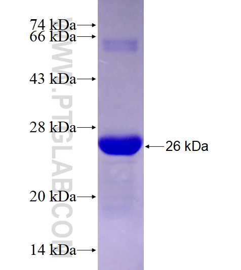 SPATA17 fusion protein Ag27909 SDS-PAGE