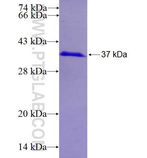 SPATA4 fusion protein Ag26936 SDS-PAGE