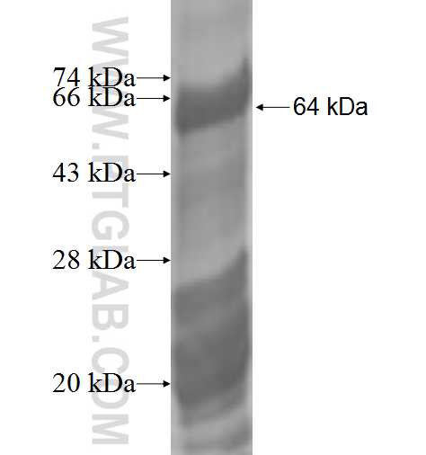 SPATA6 fusion protein Ag2413 SDS-PAGE