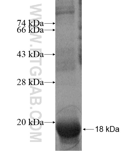 SPATA8 fusion protein Ag13668 SDS-PAGE