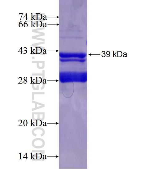 SPATA9 fusion protein Ag27877 SDS-PAGE