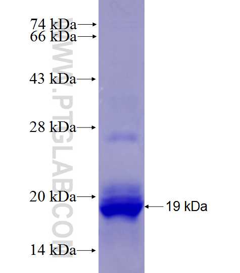 SPATA9 fusion protein Ag27889 SDS-PAGE