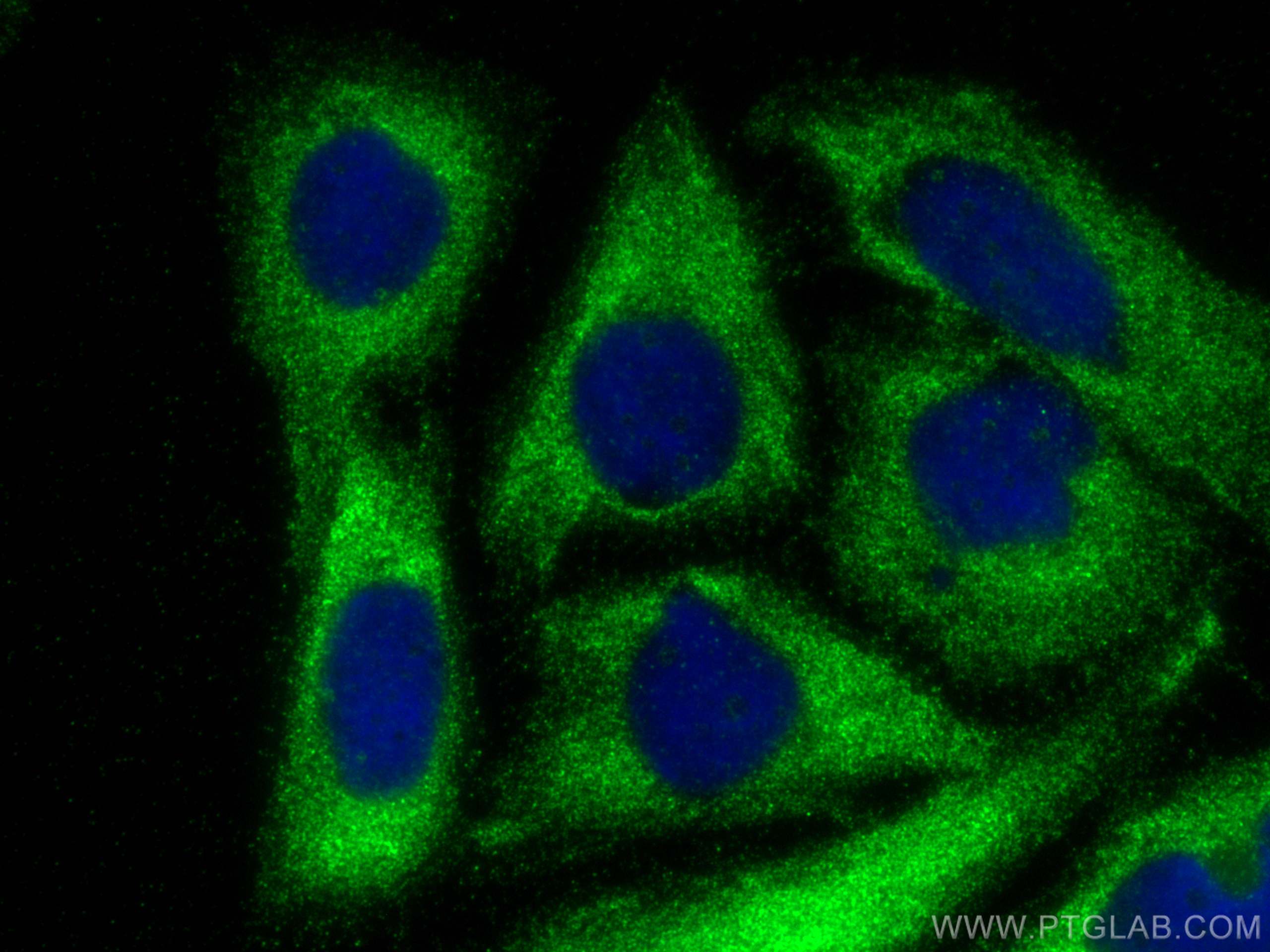 Immunofluorescence (IF) / fluorescent staining of Saos-2 cells using SPATS2L Polyclonal antibody (16938-1-AP)