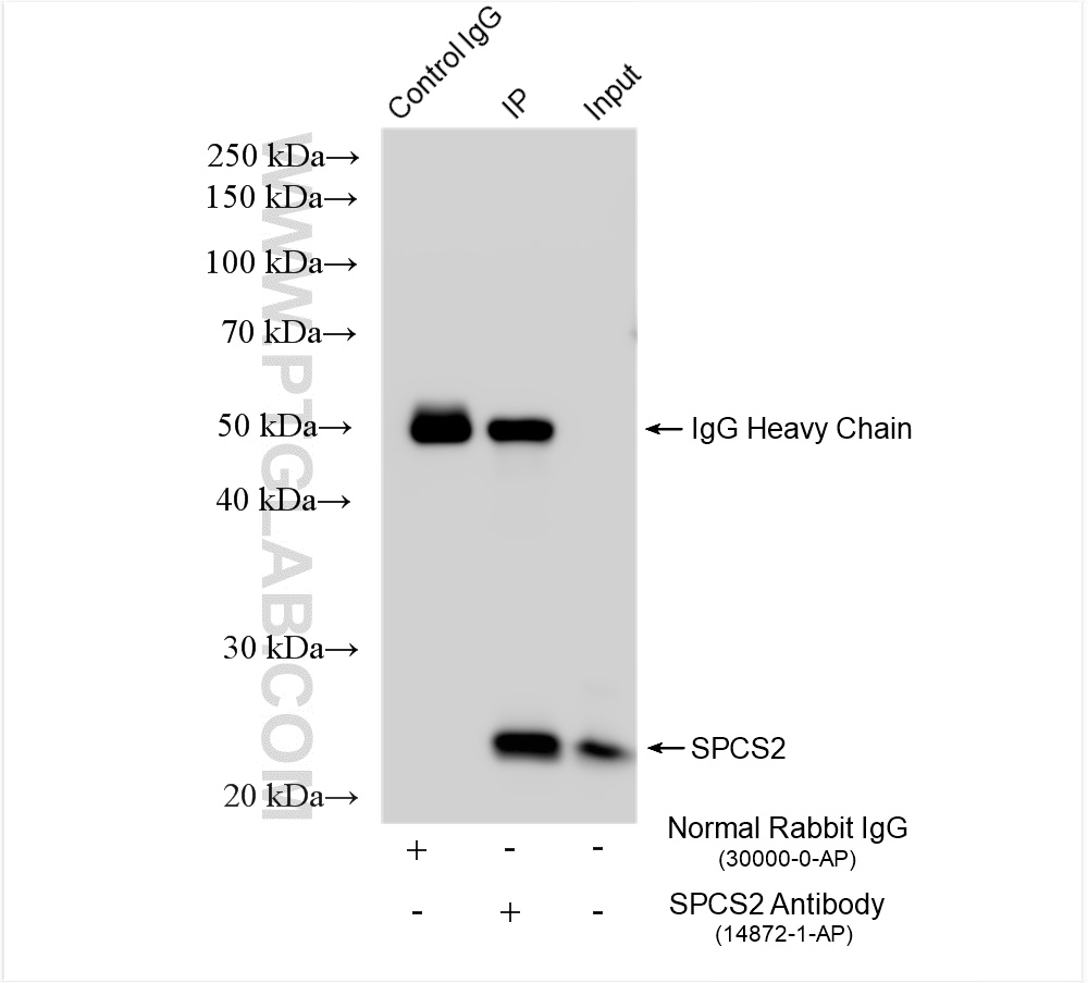 Immunoprecipitation (IP) experiment of mouse colon tissue using SPCS2 Polyclonal antibody (14872-1-AP)