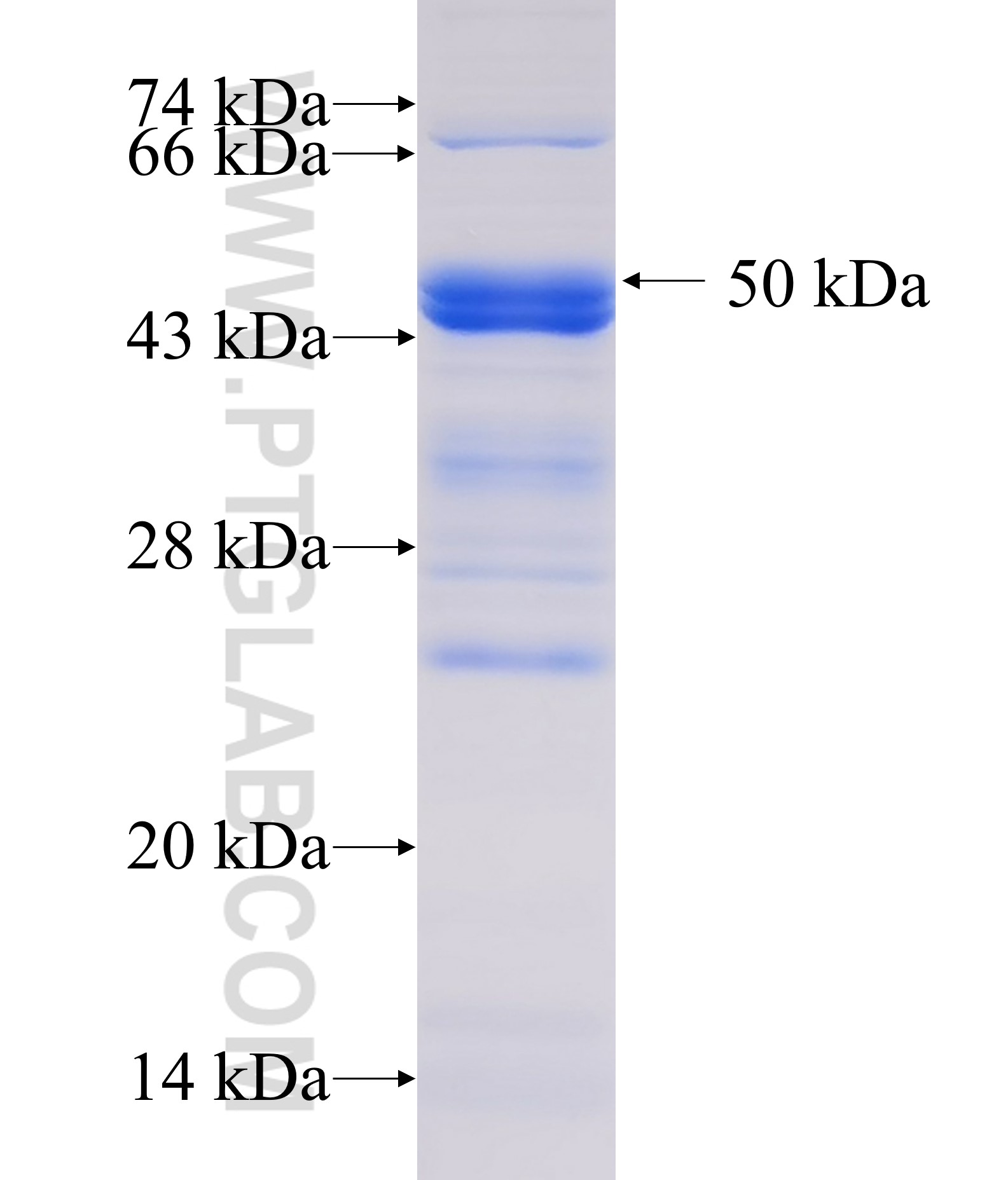 SPDEF fusion protein Ag33739 SDS-PAGE