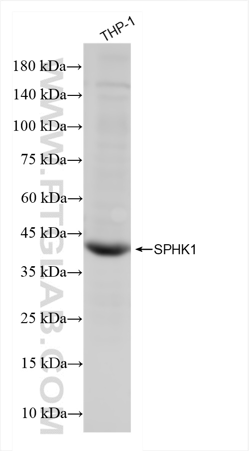 Western Blot (WB) analysis of THP-1 cells using SPHK1 Recombinant antibody (84640-1-RR)