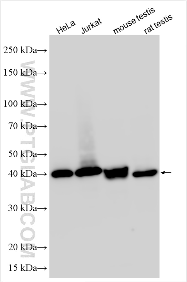 Western Blot (WB) analysis of various lysates using PBK Polyclonal antibody (16110-1-AP)
