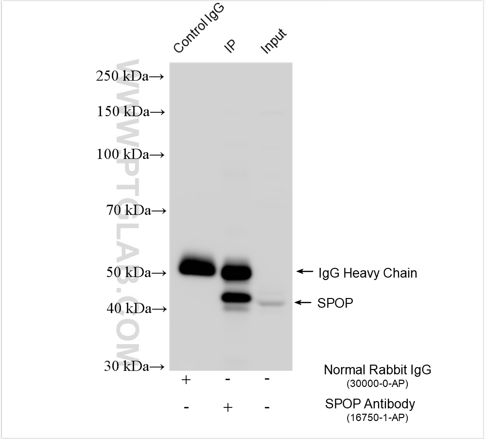 Immunoprecipitation (IP) experiment of HepG2 cells using SPOP Polyclonal antibody (16750-1-AP)