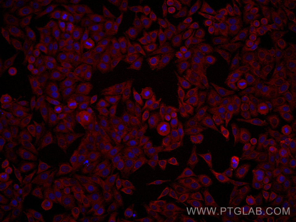 Immunofluorescence (IF) / fluorescent staining of HepG2 cells using SPTLC1 Monoclonal antibody (66899-1-Ig)