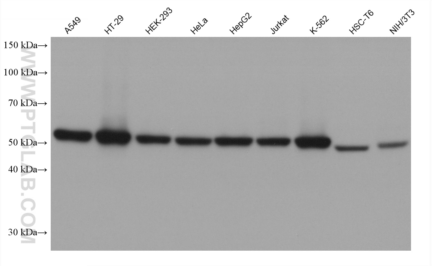 Western Blot (WB) analysis of various lysates using SPTLC1 Monoclonal antibody (66899-1-Ig)