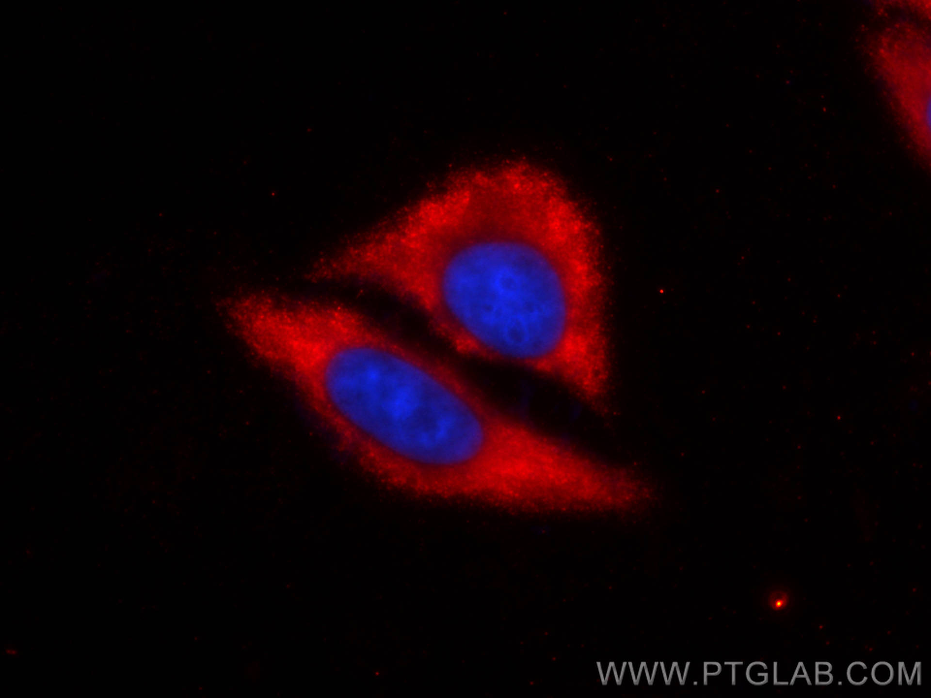 Immunofluorescence (IF) / fluorescent staining of HepG2 cells using CoraLite®594-conjugated SPTLC1 Monoclonal antibody (CL594-66899)