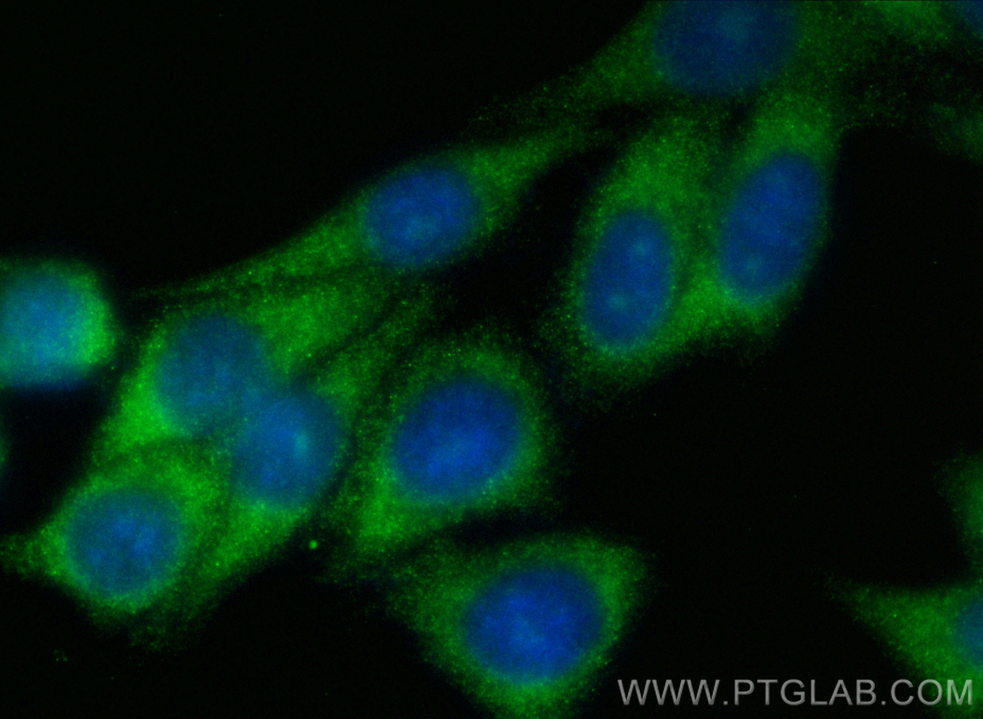 Immunofluorescence (IF) / fluorescent staining of HepG2 cells using CoraLite® Plus 488-conjugated SQLE Polyclonal anti (CL488-12544)