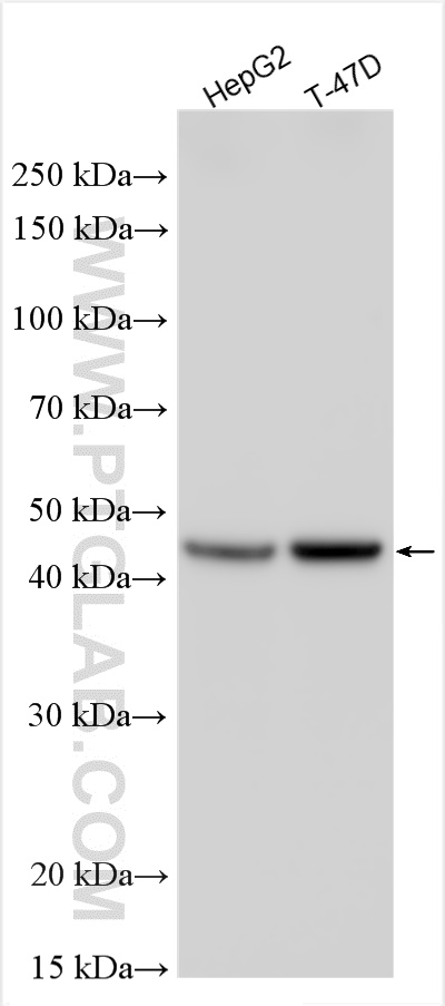 Western Blot (WB) analysis of various lysates using FDFT1 Polyclonal antibody (13128-1-AP)